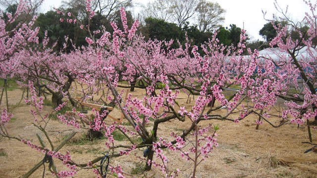 「長田の桃」の花が満開です！
