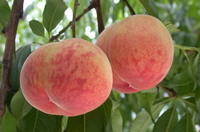 旬のイベントお知らせ！『駿河区旬穫祭in葵スクエア』　