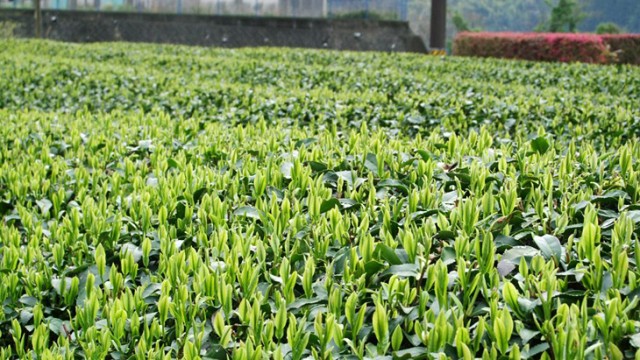 新茶シーズンがやってくる！「新茶の出荷」まもなくスタート
