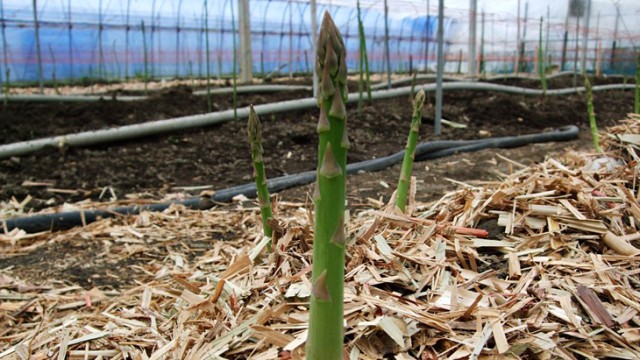 「アスパラ」ってどうやって成長するの？