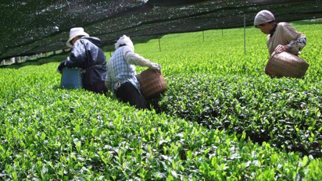 「一芯二葉」で摘む　贅沢な手摘みの新茶