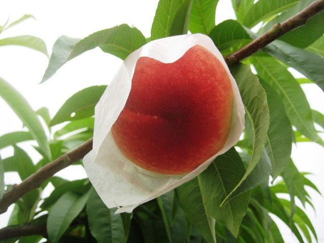 桃の収穫3