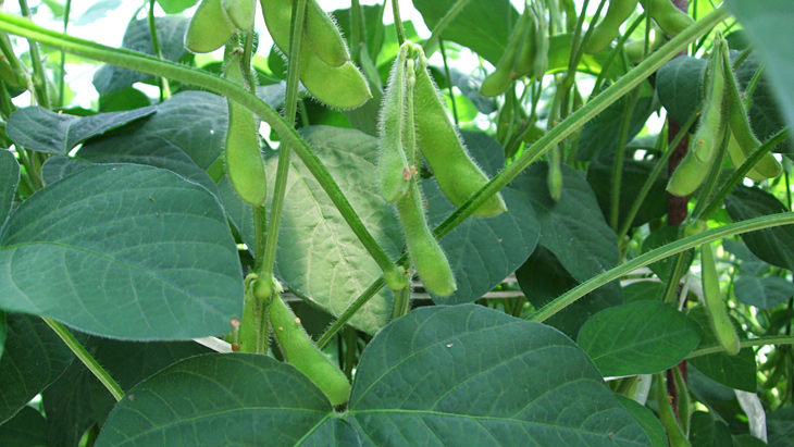 夏の定番枝豆、今年は「駒豆」を食べよう！！の画像