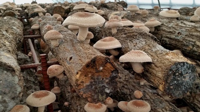 家族で行こう！梅ヶ島の「しいたけ狩り」