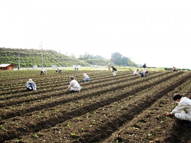春野菜の定植作業　inアグリチャレンジパーク蒲原