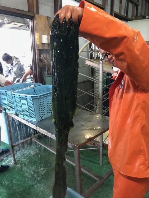 実はファン多し！しずまえのわかめ！