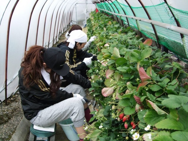 高校生が援農ボランティアに参加！