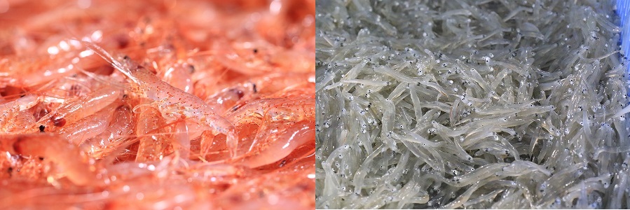ebisirasu