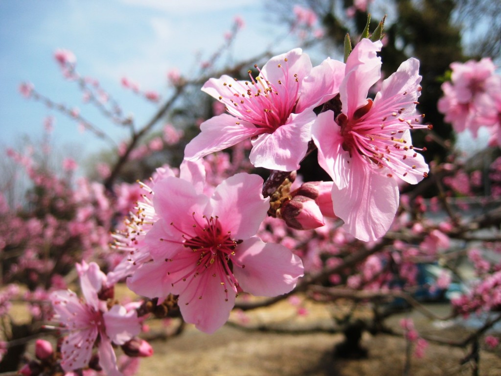 華やかに咲く、桃の花の画像