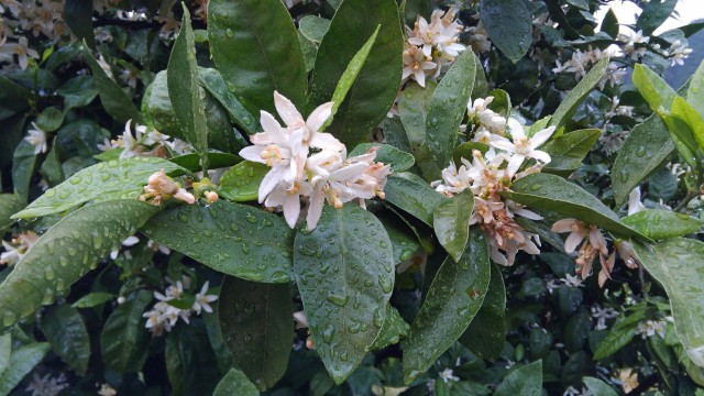 みかんの花が咲いています♪