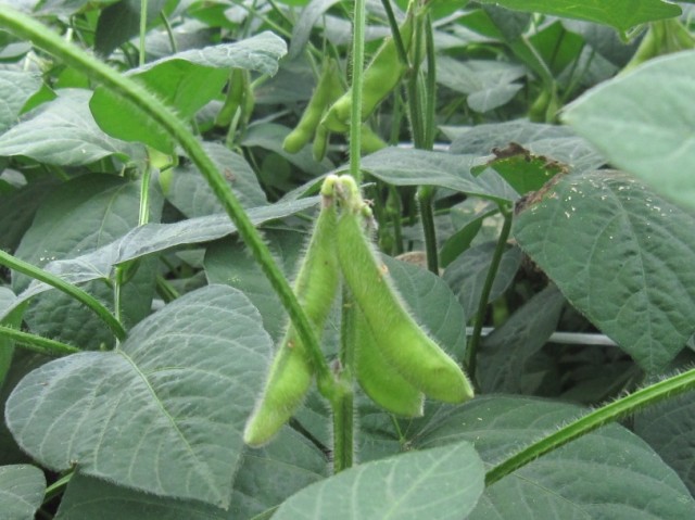 今注目の枝豆、「駒豆」を食べましょう！