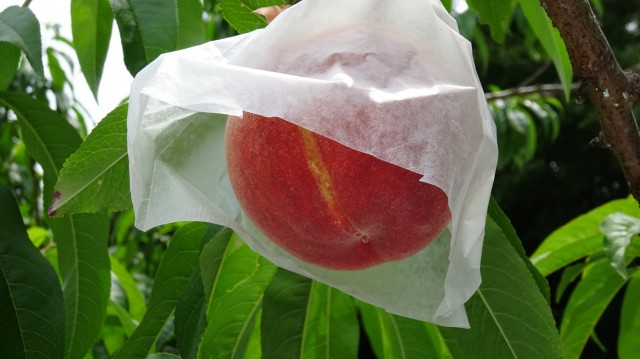 旬だから今食べたい！長田の桃！