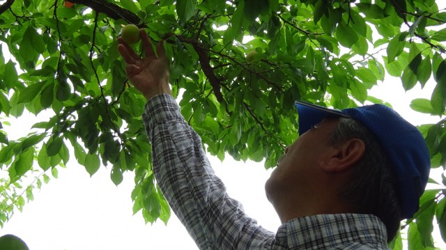 あなた色に染まる　清水のプラム