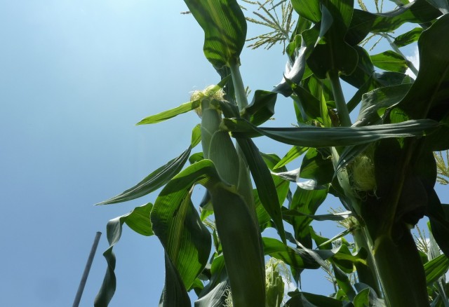 収穫が待ち遠しい「井川のとうもろこし」