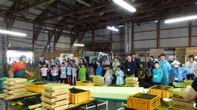 小学生が「長田の桃狩り」と「たたみいわし作り」を体験！