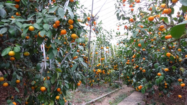 一度食べたらファンになる！ハウスミカンの魅力