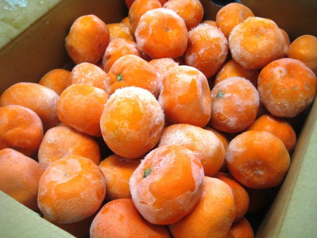 夏の長旅にひんやり美味しい「冷凍みかん」