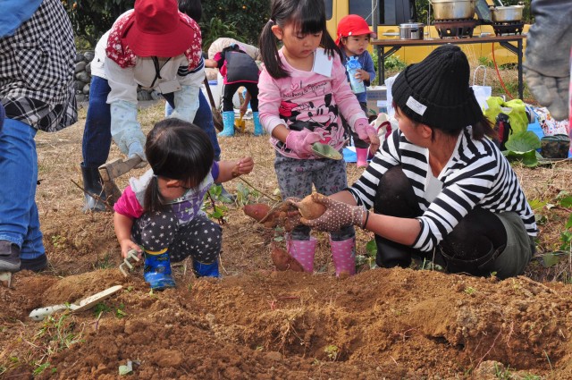 サツマイモの掘り取り体験参加者募集！