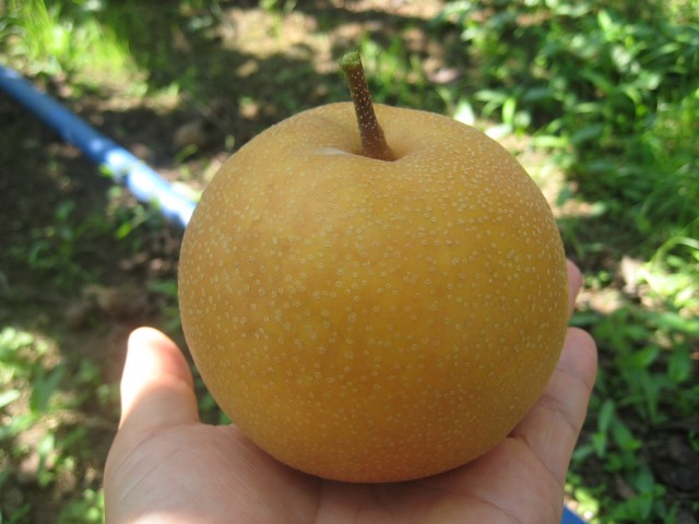 しあわせの水　幸水梨を味わう