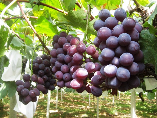 静岡市内で嬉しいぶどう狩り♪