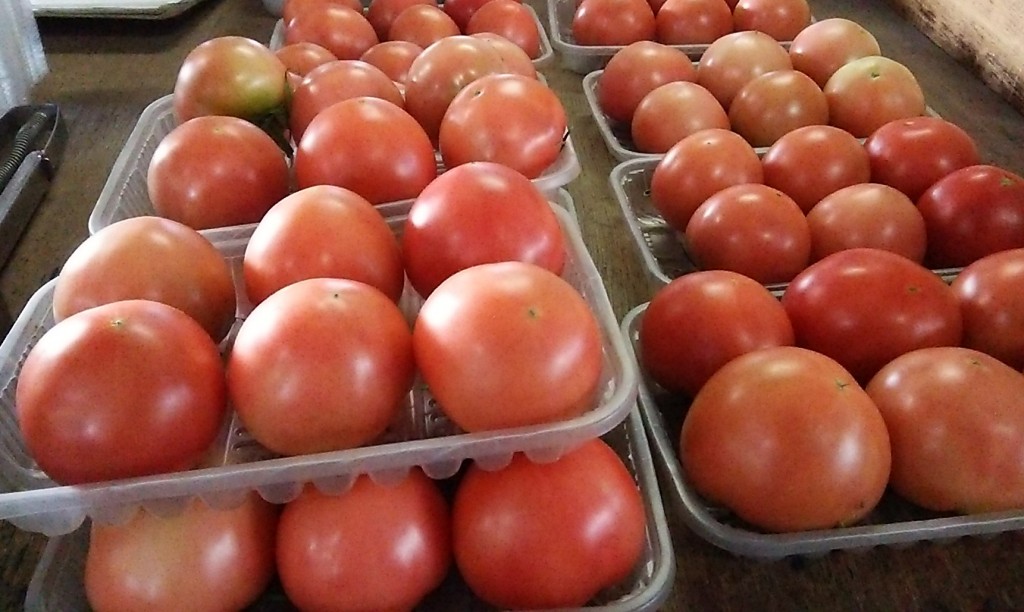 「ハウストマト」の出荷が始まりました！の画像