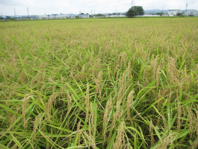 実りの秋、「しみずの風こしひかり」の新米