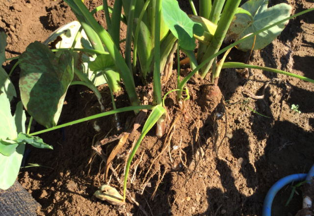 清水の里芋「女早生（おんなわせ）」の出荷が待ち遠しい！