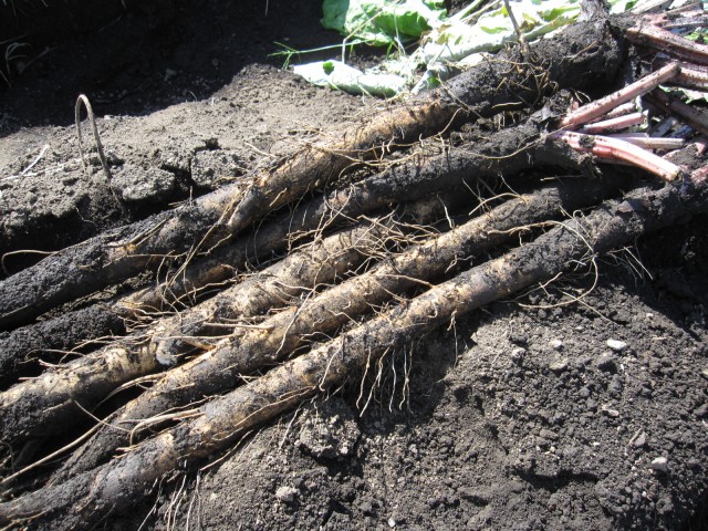 掘りたての香りと柔らかな食感が格別の「松野ごぼう」
