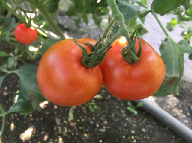 フルーティーな甘さが人気の「レッドオーレ」