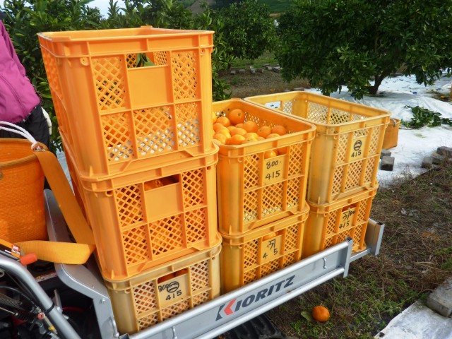 みかんの収穫の援農ボランティアに参加！