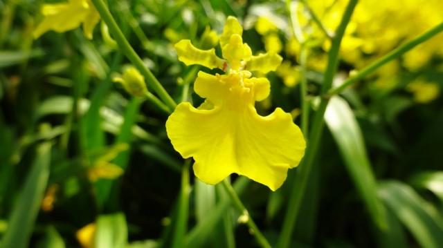 「オンシジウム」ってどんな花？