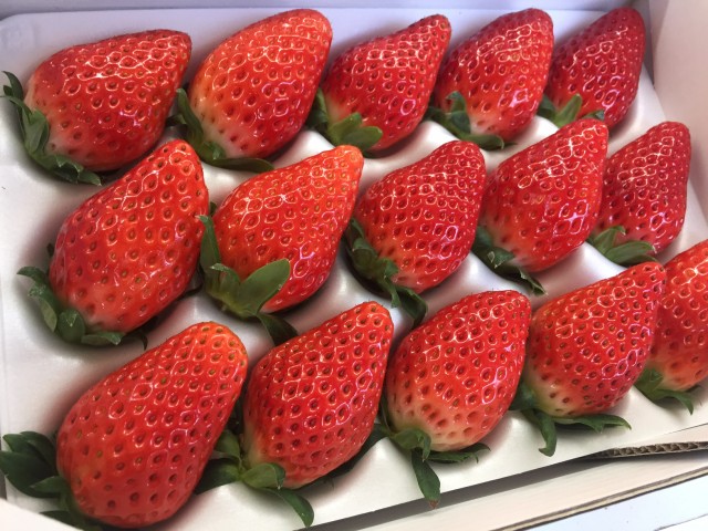 【静岡市いちご白書】第３弾「観光農園の主役　根強い人気を誇る『章姫』」