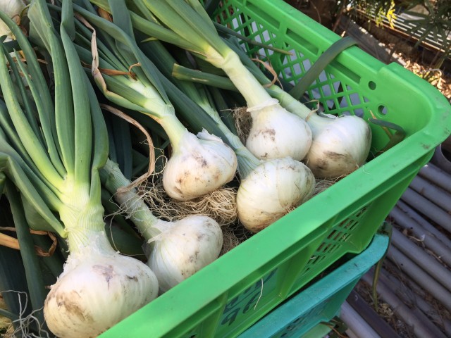 みずみずしい食感と豊かな甘み　春の訪れを感じる「新たまねぎ」