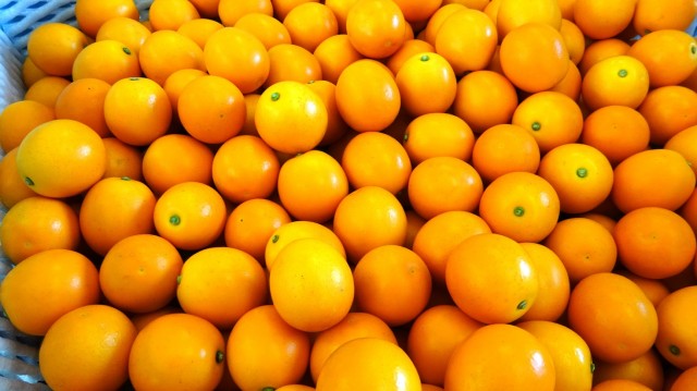 清水生まれの金柑「こん太」　そのお味は？