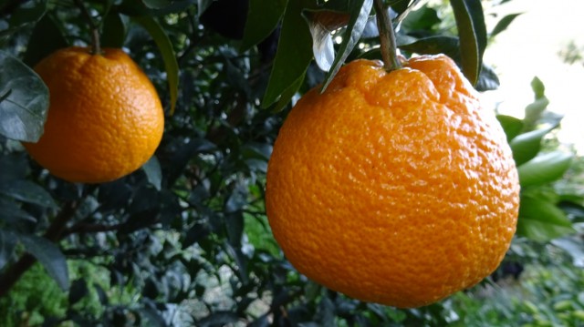 チャームポイントは“凸”の形「不知火（しらぬい）」