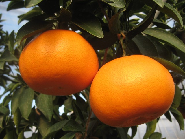 箱入娘！？ハウスで育った濃厚な甘み「せとか」