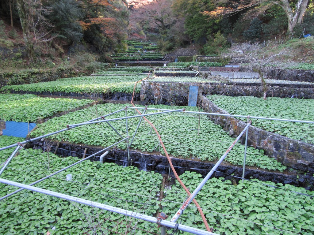 祝！「静岡のわさび」が農業遺産に認定への画像