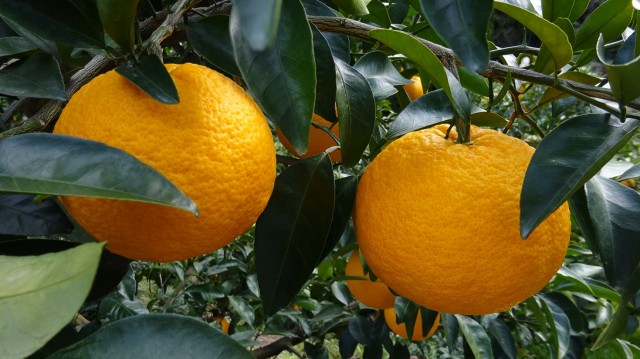 さわやかな甘さ！　「スルガエレガント」