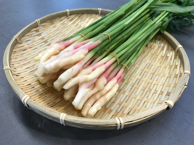 春の時期の出荷量は日本一！早出しの産地として有名な「葉しょうが」