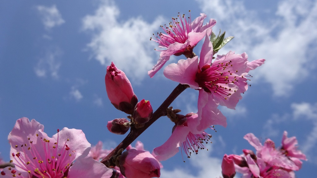 満開　長田の桃の花の画像