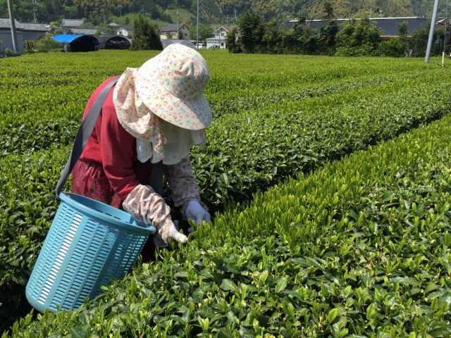お茶農家をお手伝い!援農ボランティアご案内 お茶農家をお手伝い!援農ボランティアご案内