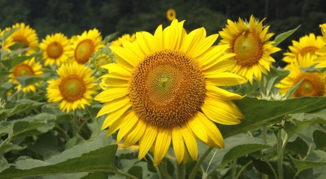 夏の風物詩”ひまわり”を植えよう! 夏の風物詩”ひまわり”を植えよう!