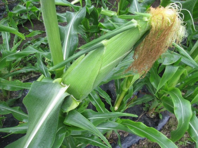 夏の味覚　旬を迎えた　井川の”とうもろこし”