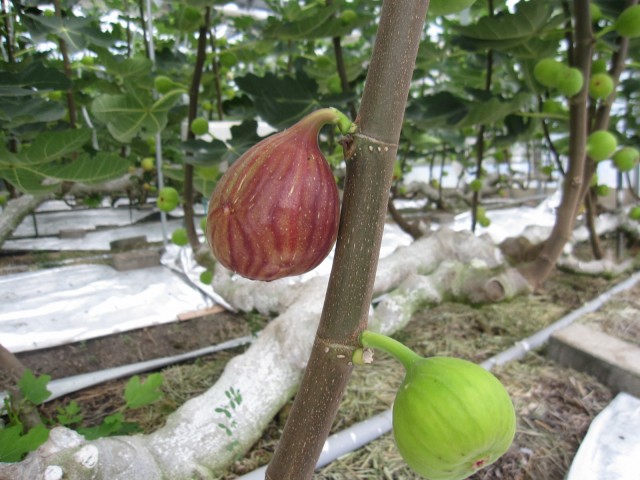 花のない果実！？”いちじく”が旬を迎えています。