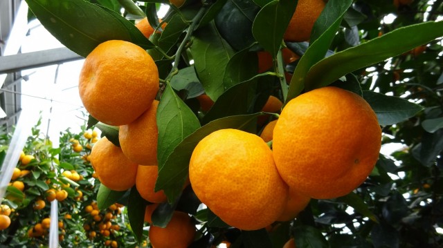 夏の贅沢　清水のハウスミカン