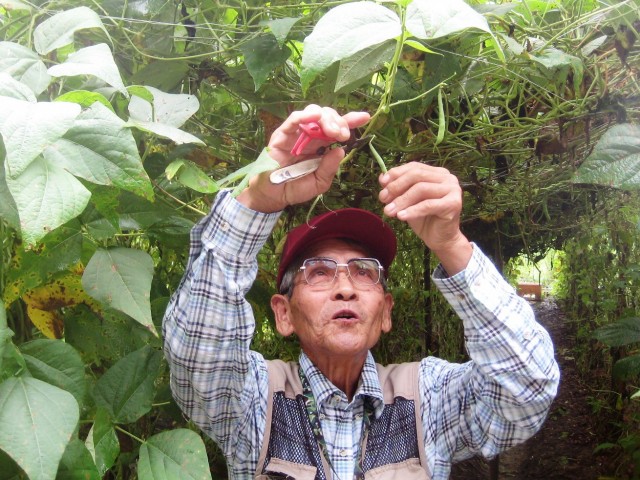 「野菜の日」に静岡市産のサヤインゲンはいかが? 「野菜の日」に静岡市産のサヤインゲンはいかが?