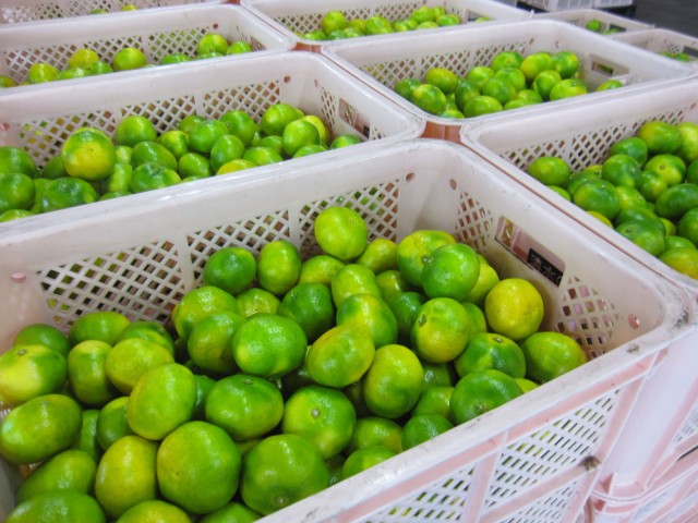 極早生ミカン　出荷はじまる