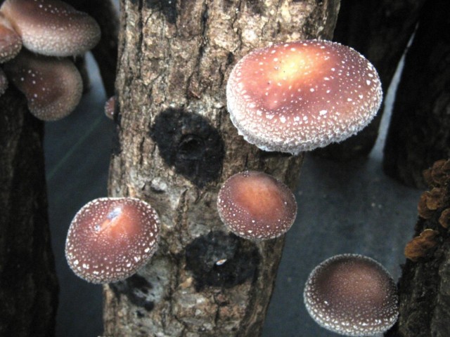 秋の味覚！「しいたけ」を採って食べよう！