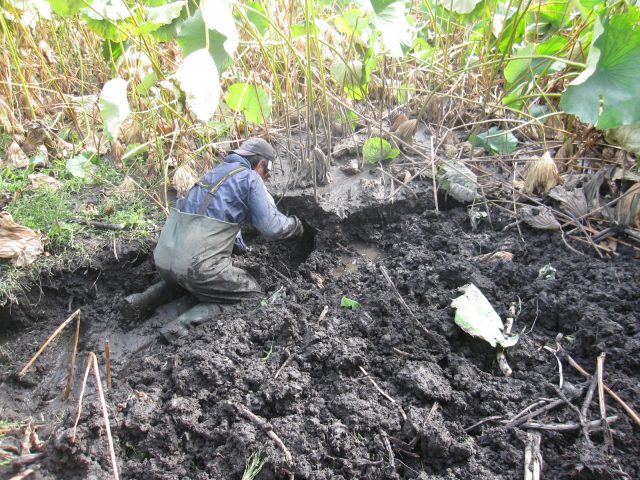 家康も食べた？！「あさはた蓮根」の出荷が始まっています。