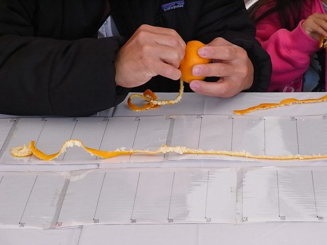 結果発表！みかんの皮むき選手権